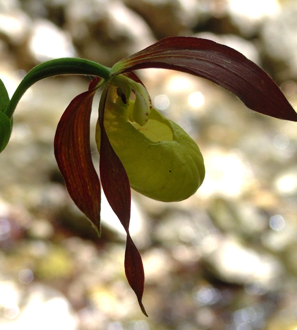 Cypripedium calceolus / Scarpetta di Venere